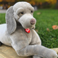 Classic Dog Weimaraner Wolfgang - XL 63cm