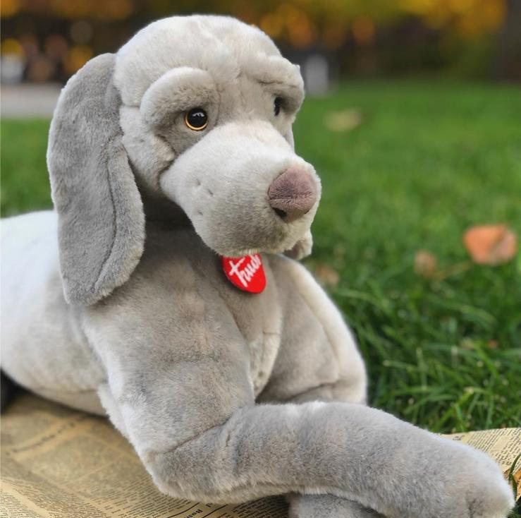 Classic Dog Weimaraner Wolfgang - XL 63cm