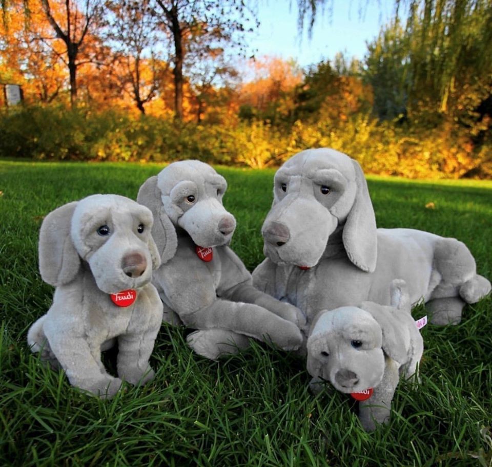 Classic Dog Weimaraner Wolfgang - XL 63cm